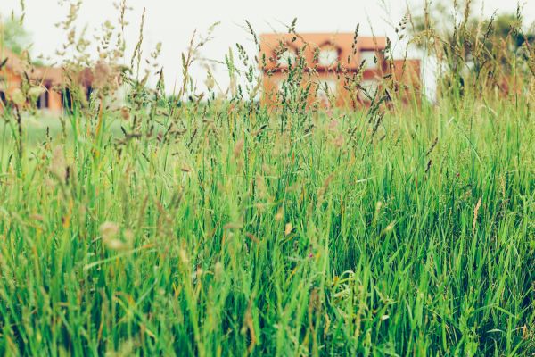 Tall Grass Cutting in Loganville