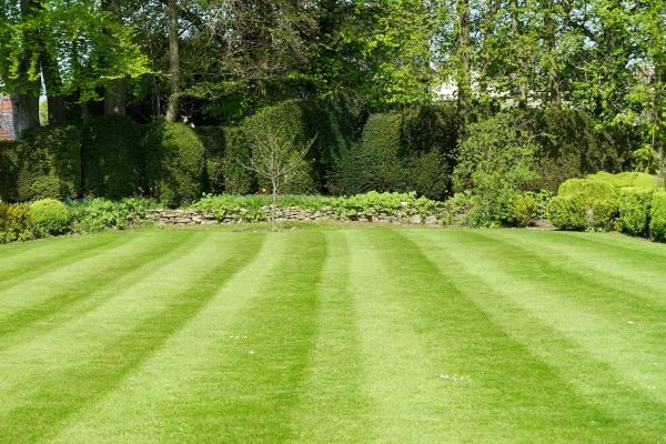 Grass Care Service in Loganville